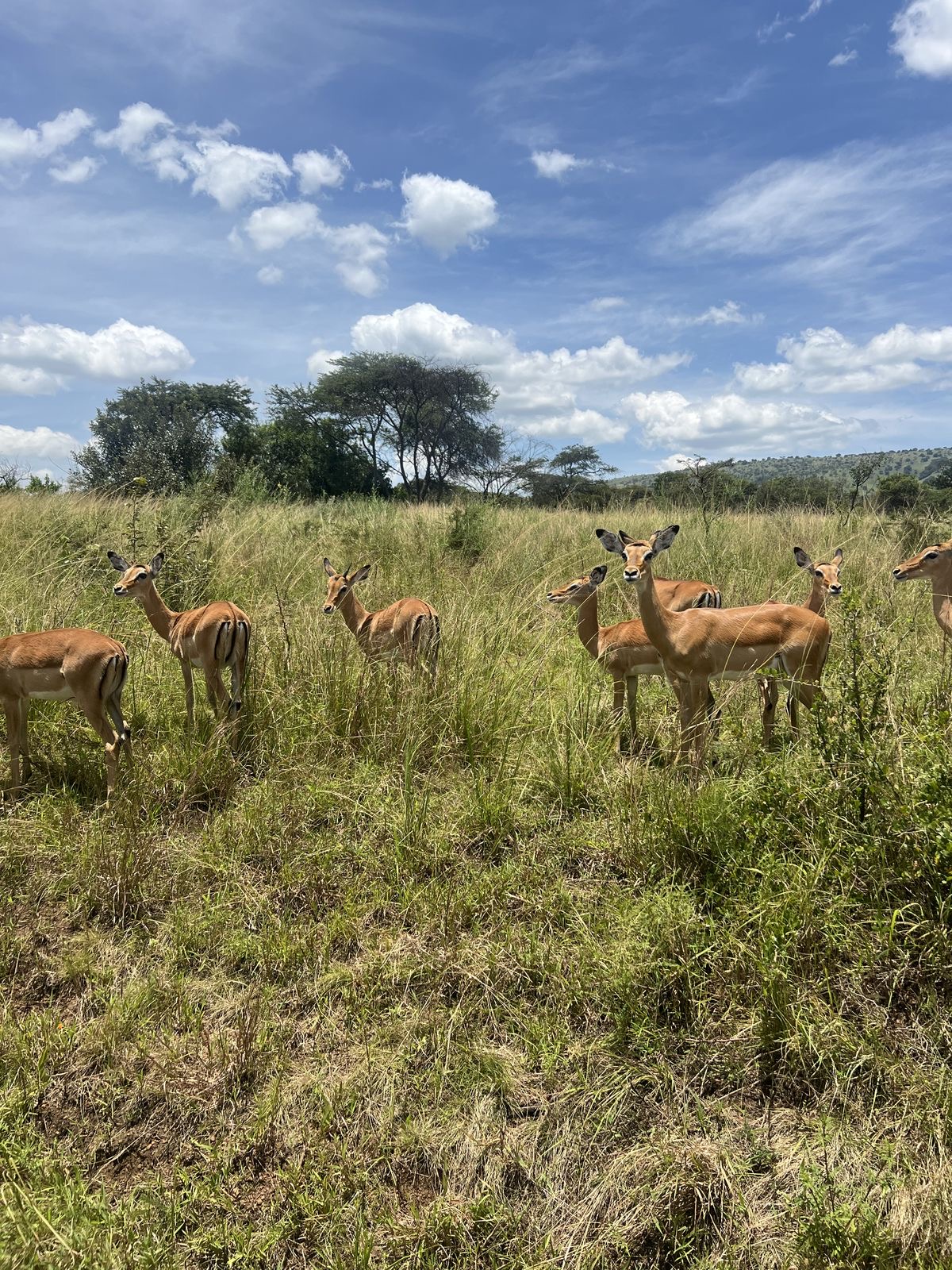 What Animals Can You See at Mole National Park? 2026 Guide